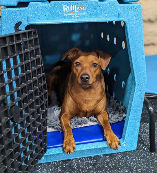 Ruff land kennels outlet canada