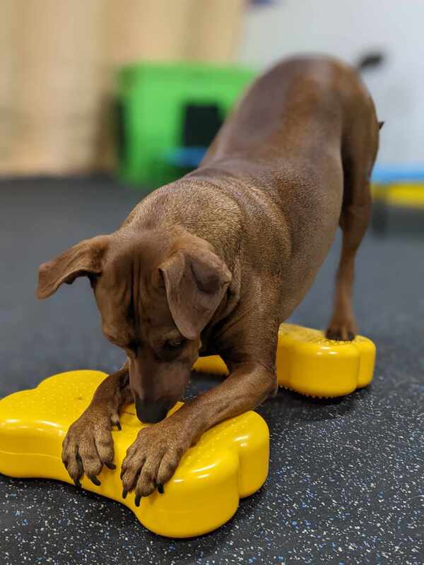 Dog balance bone discount