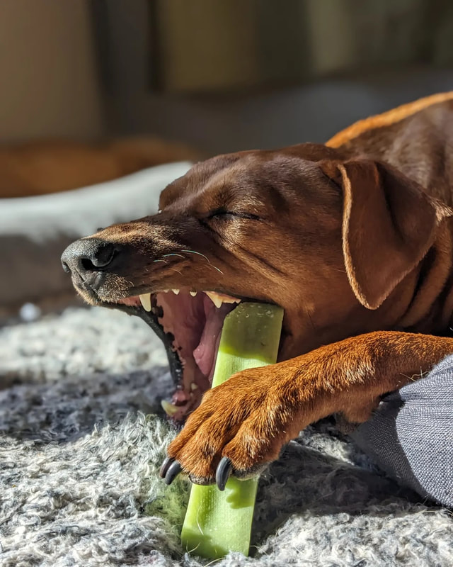 YAK CHEWS Doggy Discovery Zone