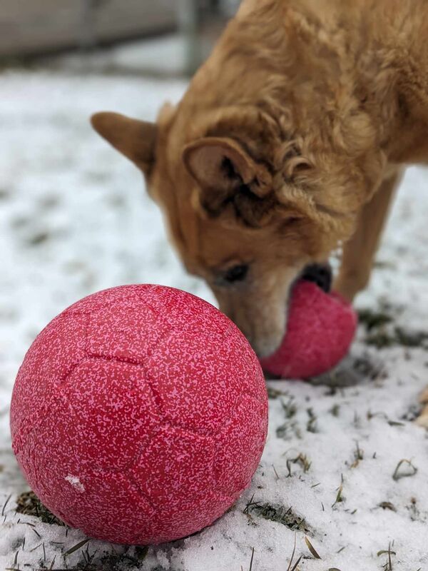 DOG SOCCER BALL Doggy Discovery Zone