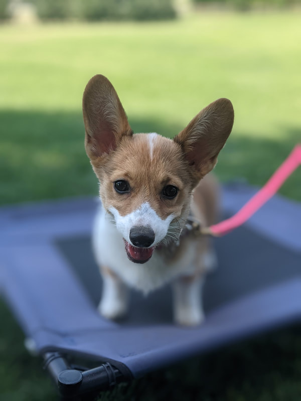Discovery sales dog training